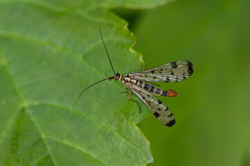 Panorpa germanica - German scorpionfly - Panorpe - Mouche scorpion