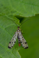 Panorpa germanica - German scorpionfly - Panorpe - Mouche scorpion