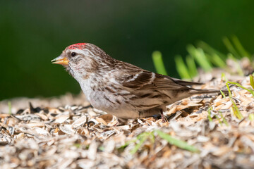 Common redpool - Acanthis flammea - in sonneflowers seeds close to feeder. Photo from Kaamanen in Finalnd.