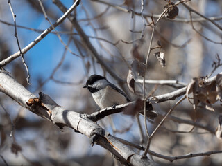 black-capped chickadee on branch