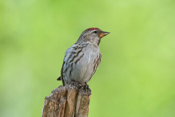 Common redpoll or mealy redpoll - Acanthis flammea - perched with green background. Photo from Kaamanen, Lapland in Finland.
