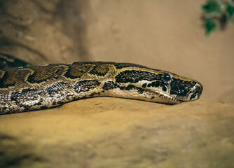 Close up of a snake
