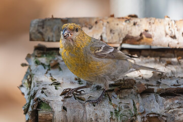  Pine grosbeak - Pinicola enucleator - colorful female standing on roof of bird feeder on light brown background. Photo from Kaamanen, Lapland in Finland.