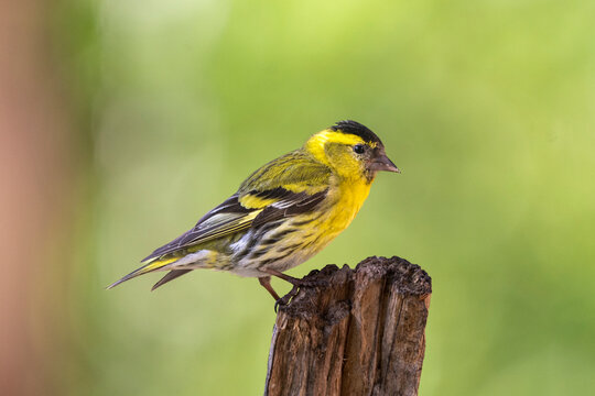 Eurasian siskin - Spinus spinus - perched with colorful background. Photo from Kaamanen, Lapland in Finland
