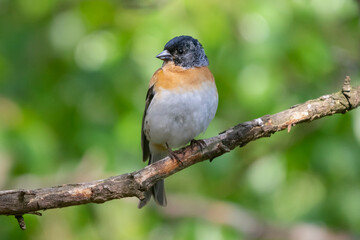 Colorful brambling - Fringilla montifringilla - standing on perch on green background. Photo from Kaamanen, Lapland in Finland.