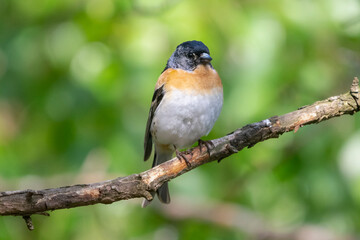 Colorful brambling - Fringilla montifringilla - perched with green background. Photo from Kaamanen, Lapland in Finland.