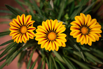Yellow lined flowers (trio)