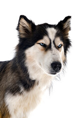Fototapeta premium siberian husky in studio