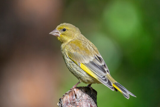European greenfinch - Chloris chloris - perched on light green background. Photo from Kaamanen, Lapland in Finland.