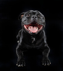 Obraz premium staffordshire bull terrier