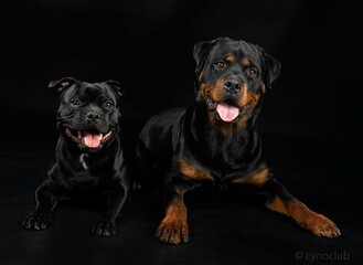 Obraz premium staffordshire bull terrier and rottweiler