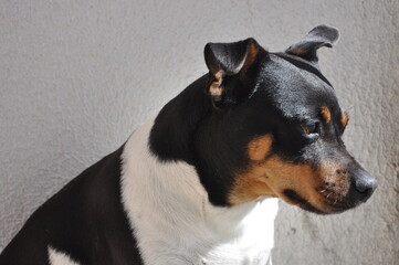 jack russell terrier