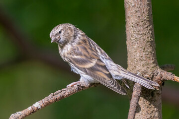 Twite - Linaria flavirostris - perched with dark green background. Photo from Kaamanen, Lapland in Finland.