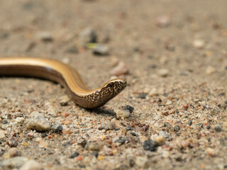 Obraz na płótnie Canvas Snake in the sand