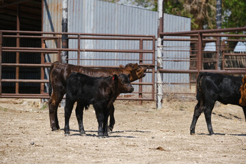 Black angus beef calves in pen on ranch during working of cattle.