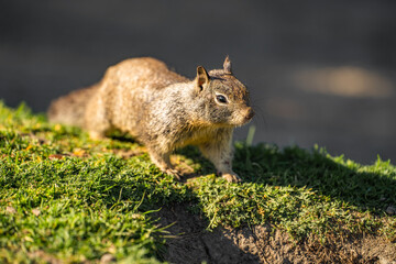 Fototapeta premium California ground squirrel (Spermophilus beecheyi) in its natural habitat.