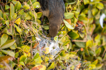 Great-tailed Grackle (female) sitting on a tree and collecting something from the web.