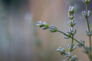 Young lavender flower plant in early summer.