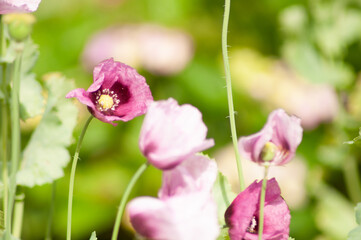 amazing purple poppies summer buds of summer flowers close up, floral background
