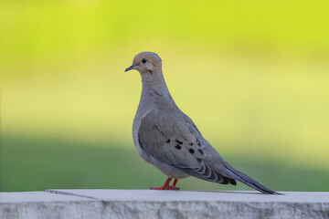 Mourning Dove bird perched on a patio wall.
