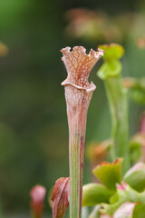 Close up view of carnivores pitcher plants.