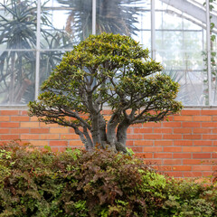 Exotic Japanese plant in the green house , selective focus.