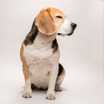 Cute Beagle Dog With Closed Eyes On White Background. 