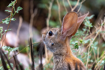 Naklejka na ściany i meble Desert cottontail rabbit, Sylvilagus audubonii, with a large blood engorged tick on the left cheek. Wildlife in the Sonoran Desert. Oro Valley, Pima County, Arizona, USA.