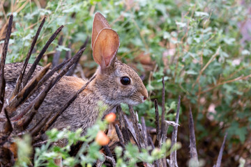 Naklejka na ściany i meble Desert cottontail rabbit, Sylvilagus audubonii, a cute bunny in the Sonoran Desert. Native wildlife foraging for food in a beautiful desert environment. Pima County, Tucson, Arizona, USA.