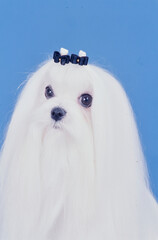 A close-up of a Maltese dog