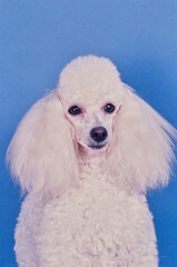 Toy poodle on blue background