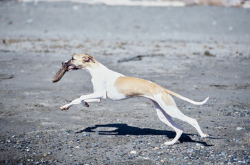 Whippet running outside on beach shore line carrying piece of wood in mouthv