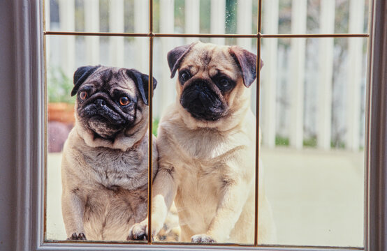 Two pug dogs looking through a glass door