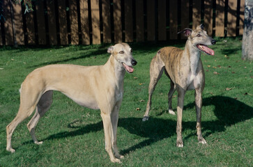Obraz na płótnie Canvas Two greyhounds standing in grass in yard