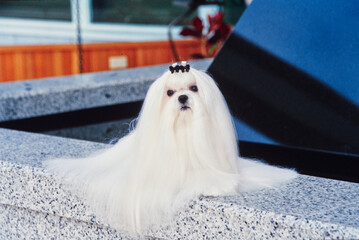 A Maltese dog on a granite surface