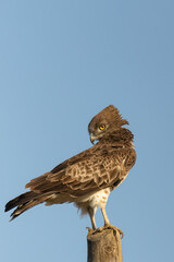 Circaetus gallicus in Feres Evros northern Greece Dadia forest Natura 2000
