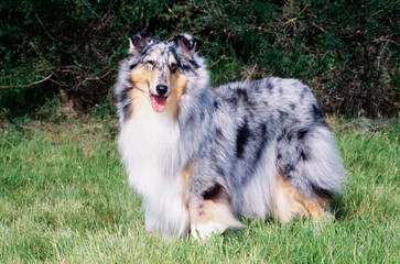 Collie dog standing in grass outside in front of bushes