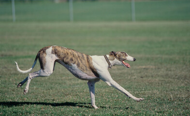 Obraz na płótnie Canvas Greyhound running in grass