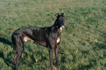 Obraz na płótnie Canvas Greyhound standing in grass