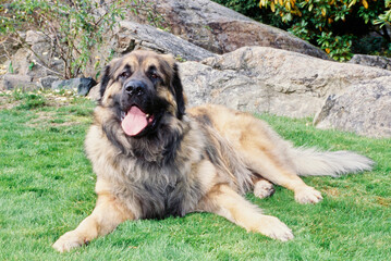 A Leonberger dog in grass