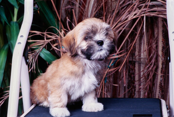 A Lhasa apso puppy on a step ladder