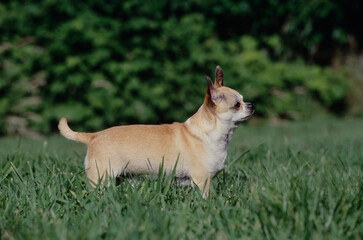 Chihuahua standing in grass