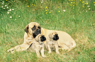 A mastiff dog and two puppies in grass - obrazy, fototapety, plakaty
