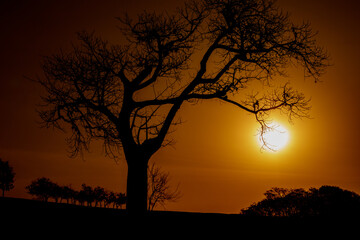 Silhueta da Árvore no Pôr do Sol