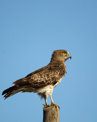 Circaetus gallicus in Feres Evros northern Greece Dadia forest Natura 2000
