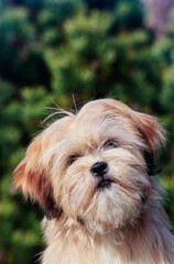 Close up of a Lhasa apso dog on a green background