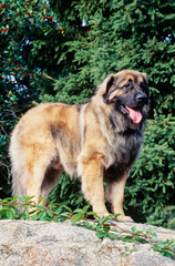A Leonberger dog on a rock