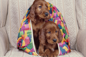 Irish Setter puppies on couch in carrier