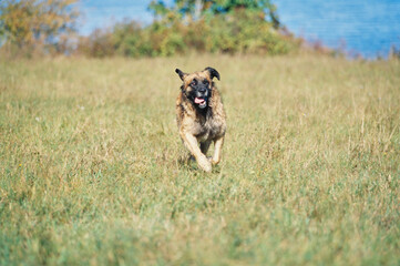 A Leonberger dog in grass