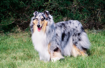 Collie dog standing in grass outside in front of bushes